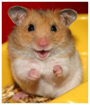 [Image: hamster.jpg?w=312&h=400]